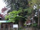 同聚院境内に生える推定樹齢６００年のカヤの大木