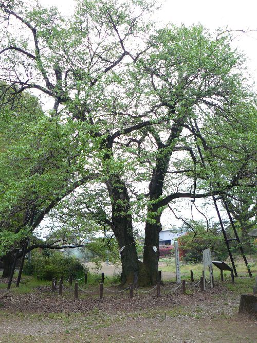 �W�y���F�����_��