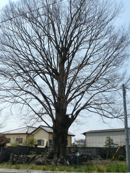 �O���X���F���Ïh-������