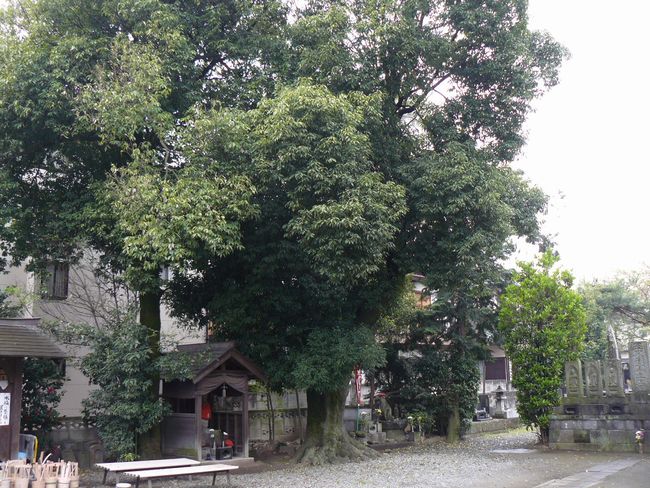 ���R���F�q���h�|�i��