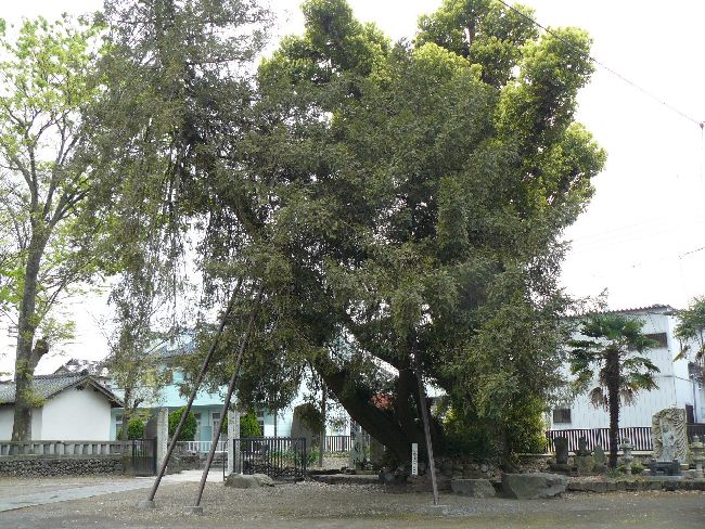 ���R���F�V���h�|�ꕟ��