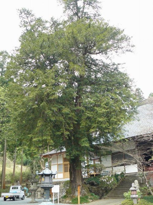 �ː��s�F�P�厛