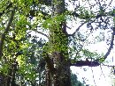 三夜沢赤城神社の境内に生える「たわら杉」の大木。歴史が感じられる大木です。