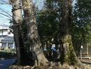 総社神社境内に生えるケヤキの大木