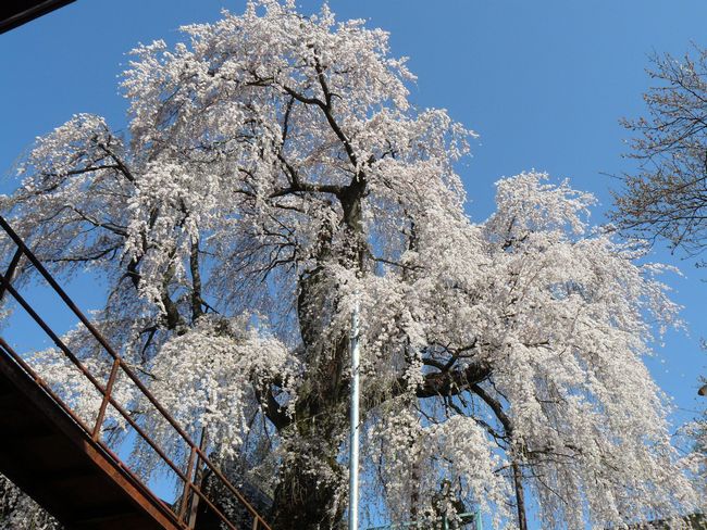 ���V�𒬁F�я���