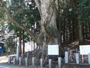 親都神社御神木の大ケヤキは群馬県第二位の巨木