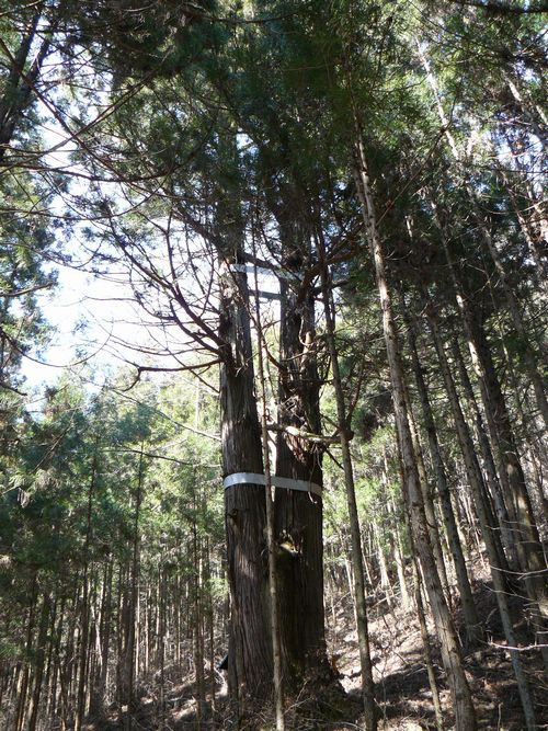 ���V�𒬁F���O���X�M