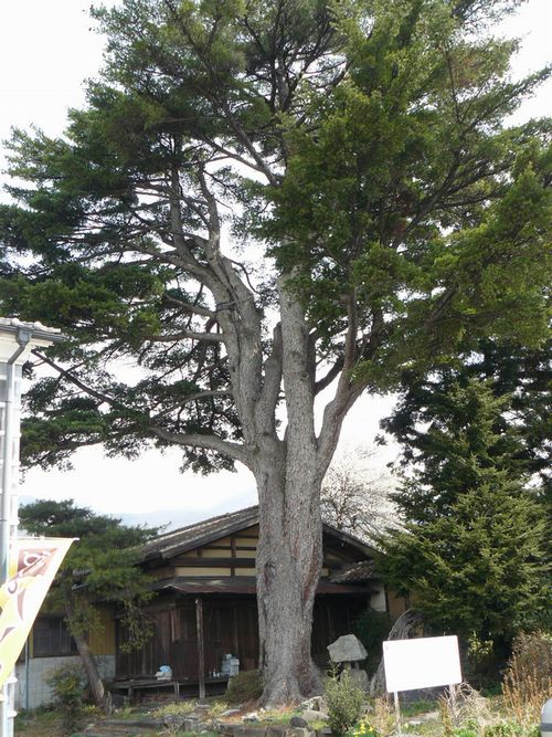 ���c�s�F�����̏��@