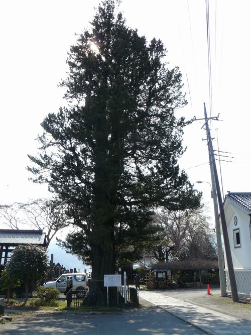 ���c�s�F���o���E�R�E���}�L