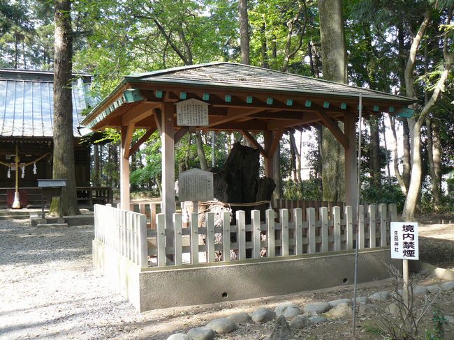 ���c�s�F���i�_��