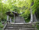 金龍寺参道石段とケヤキの大木