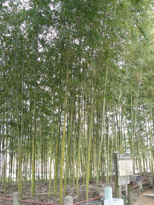 �a��s�F���X�����{