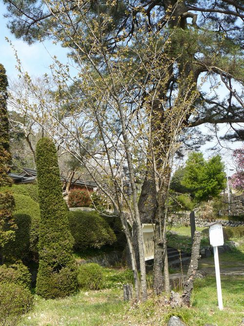 �a��s�F�ԗю�