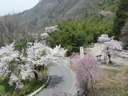 棚下不動の滝（渋川市）散策道高台から見下ろした風景。桜が満開で綺麗でした。