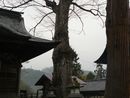 諏訪神社境内に生えるケヤキの大木