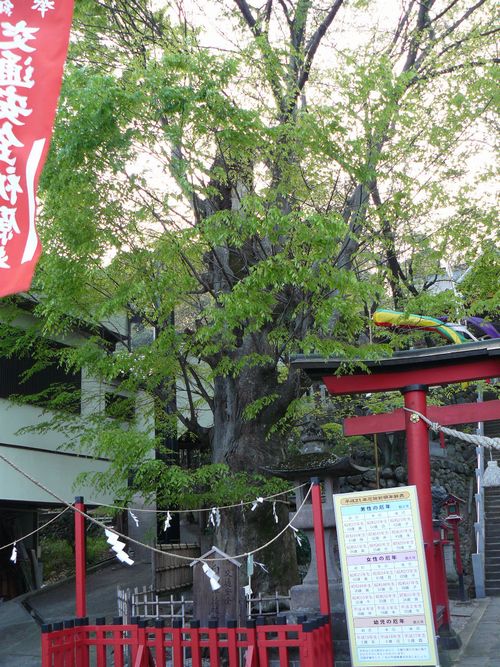 ����s�F�R�������{