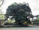 貫前神社の境内にあるスダジイの大木