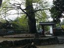 貫前神社の境内にある銀杏の大木